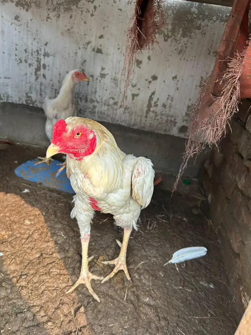 aseel hira highted pair all ok call on this number 03024308116 — photo 8