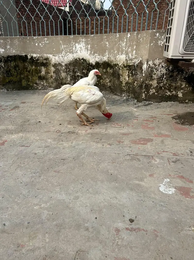aseel hira highted pair all ok call on this number 03024308116 — photo 9