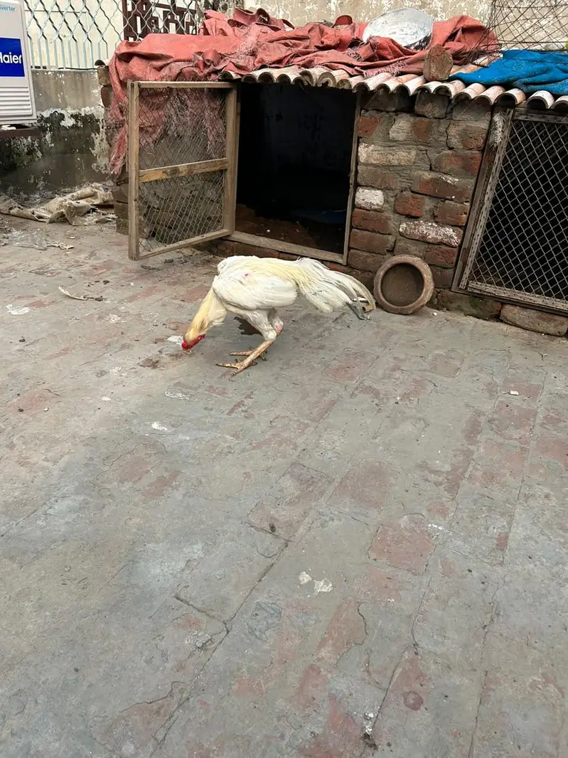 aseel hira highted pair all ok call on this number 03024308116 — photo 10