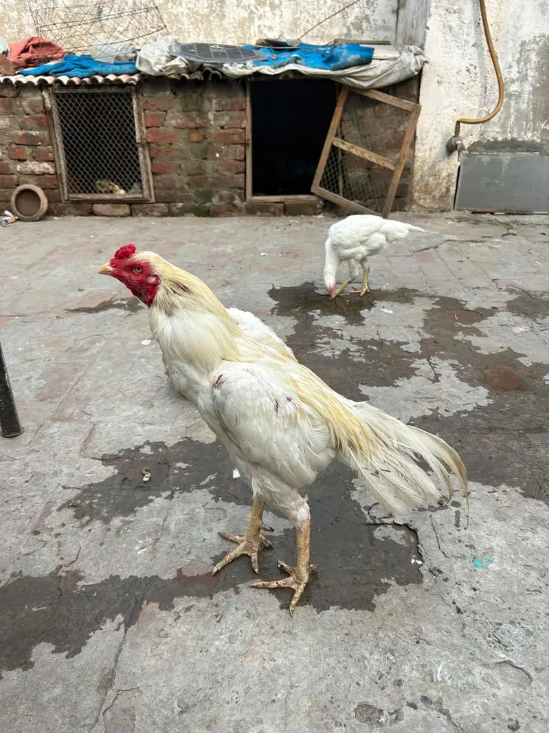aseel hira highted pair all ok call on this number 03024308116 — photo 11