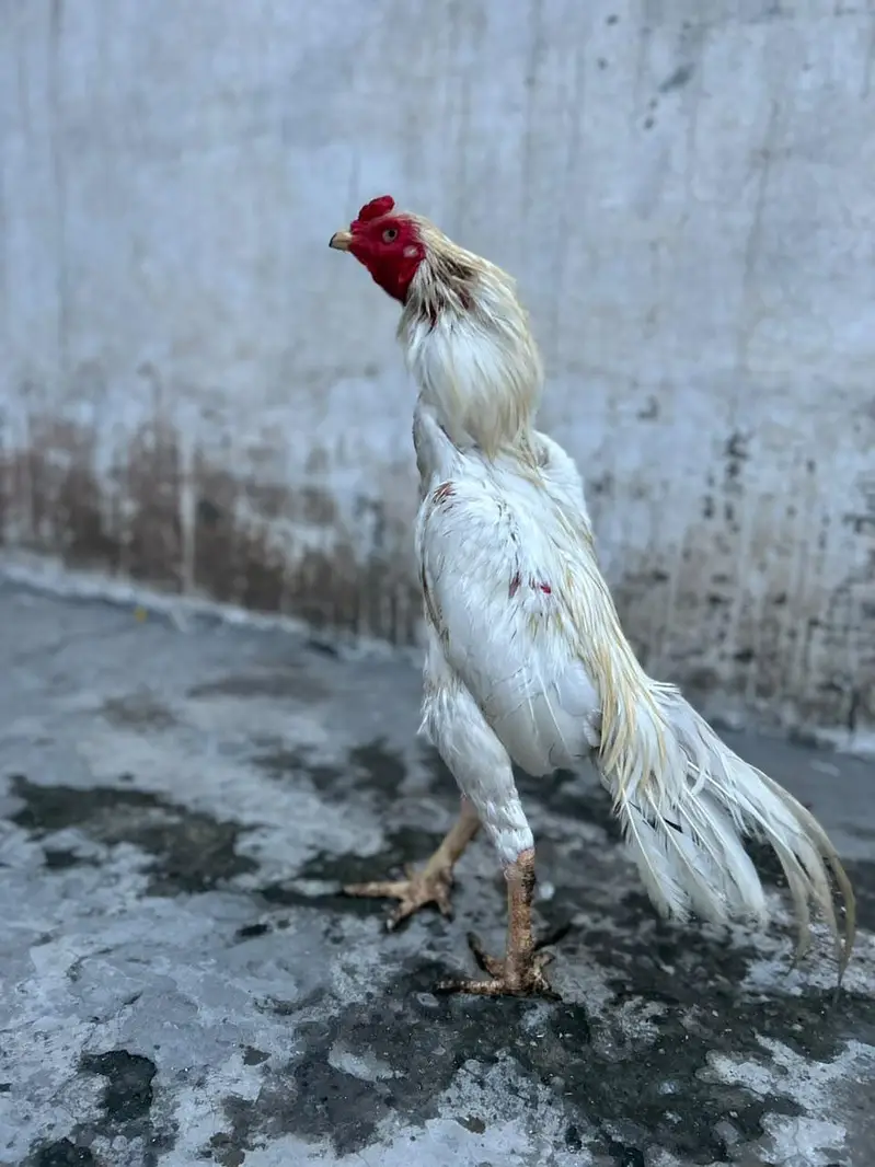 aseel hira highted pair all ok call on this number 03024308116 — photo 12