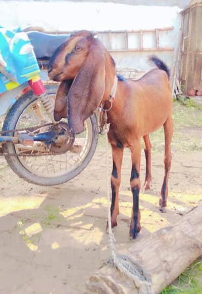 nagri | Bakri |Goat |sheep |chatra |kajla