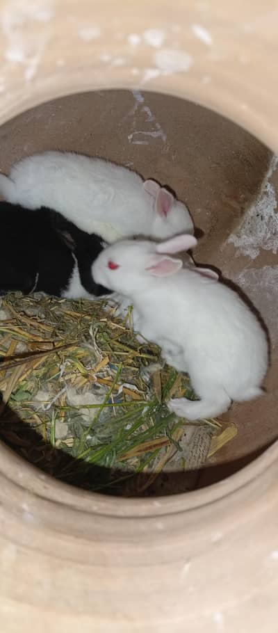 Rabbits