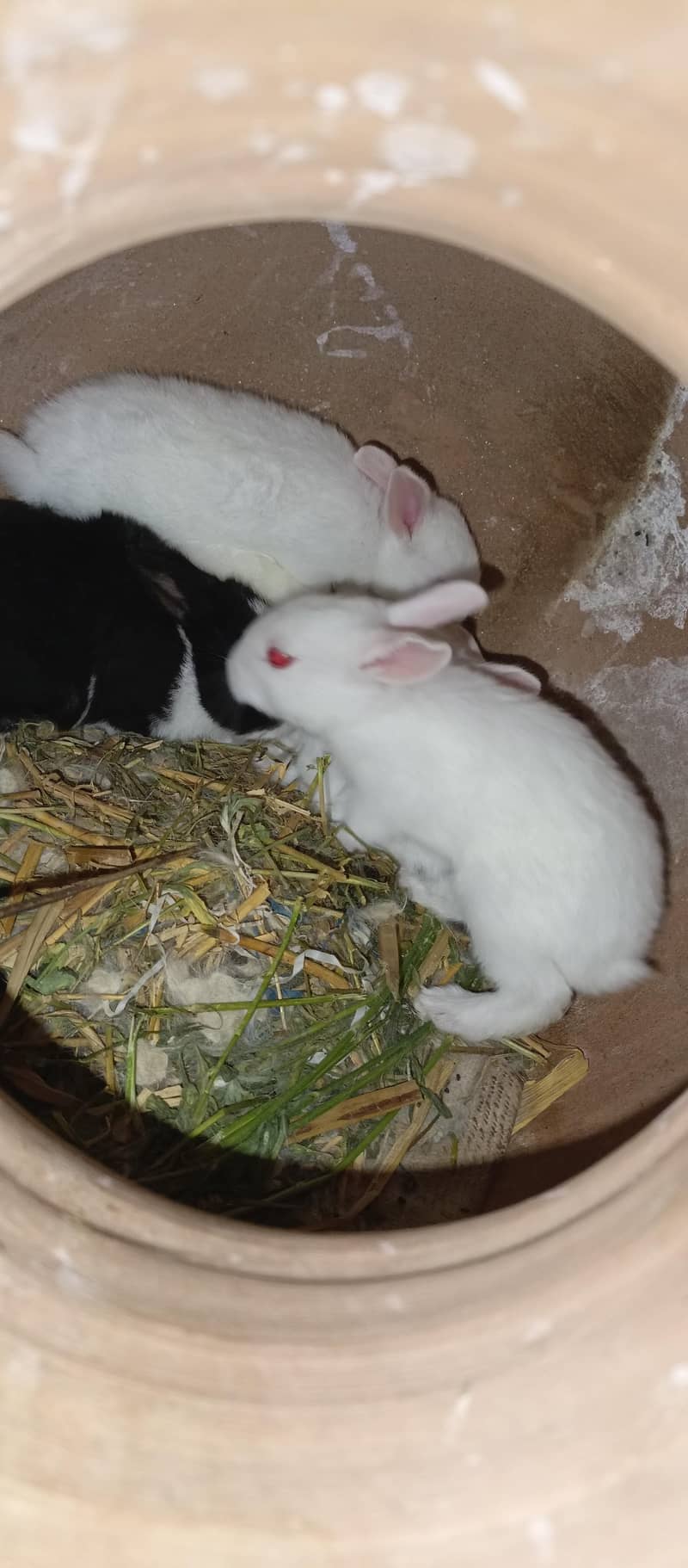 Rabbits 0
