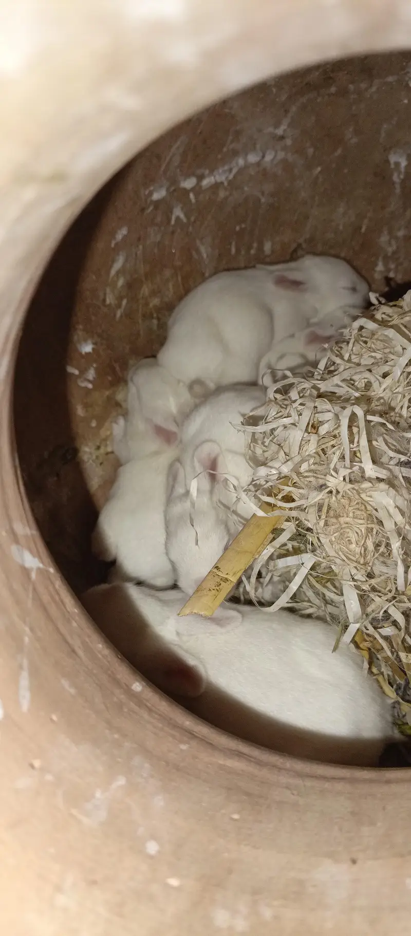Rabbits — photo 2