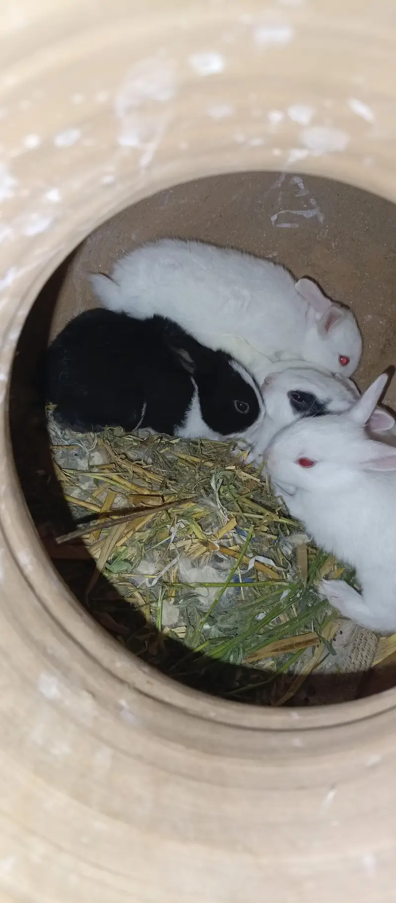 Rabbits — photo 3