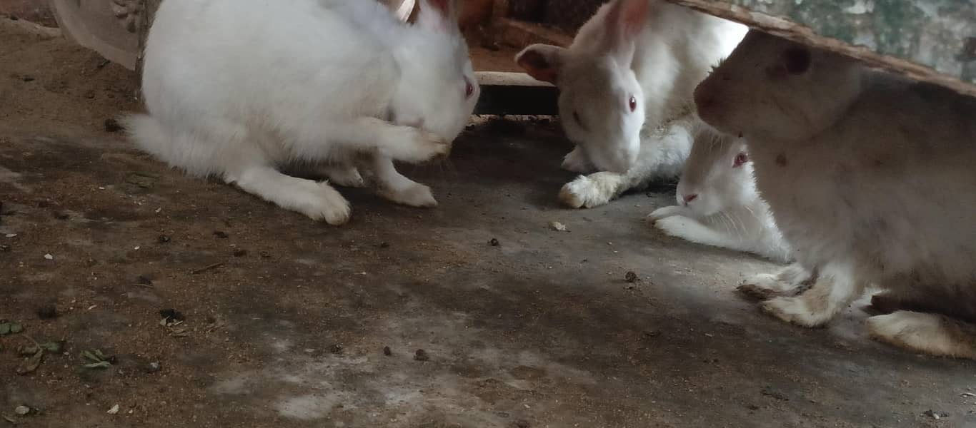 Rabbits 3