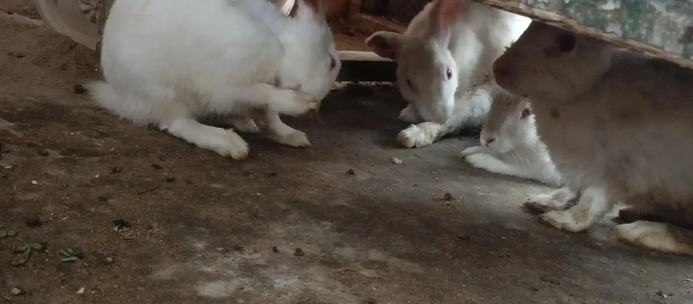 Rabbits — photo 4