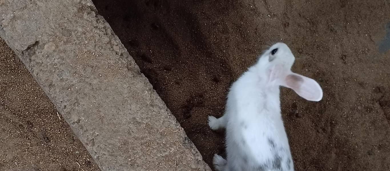 Rabbits 4