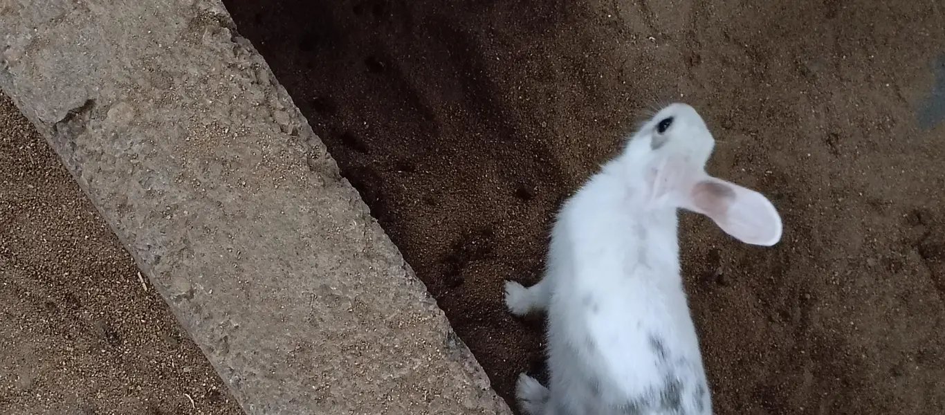 Rabbits — photo 5