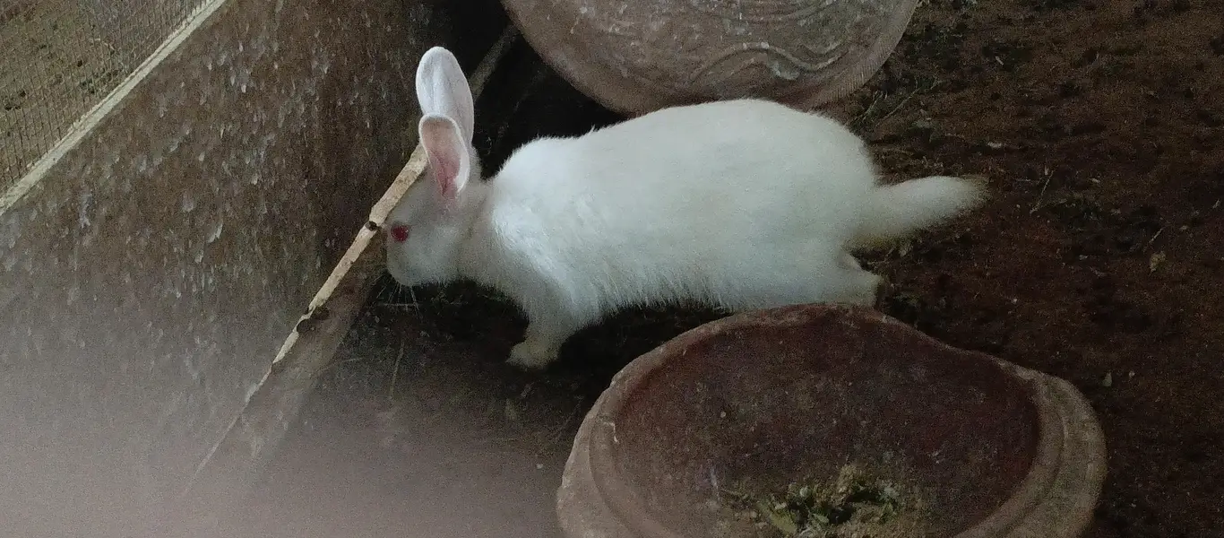 Rabbits — photo 6