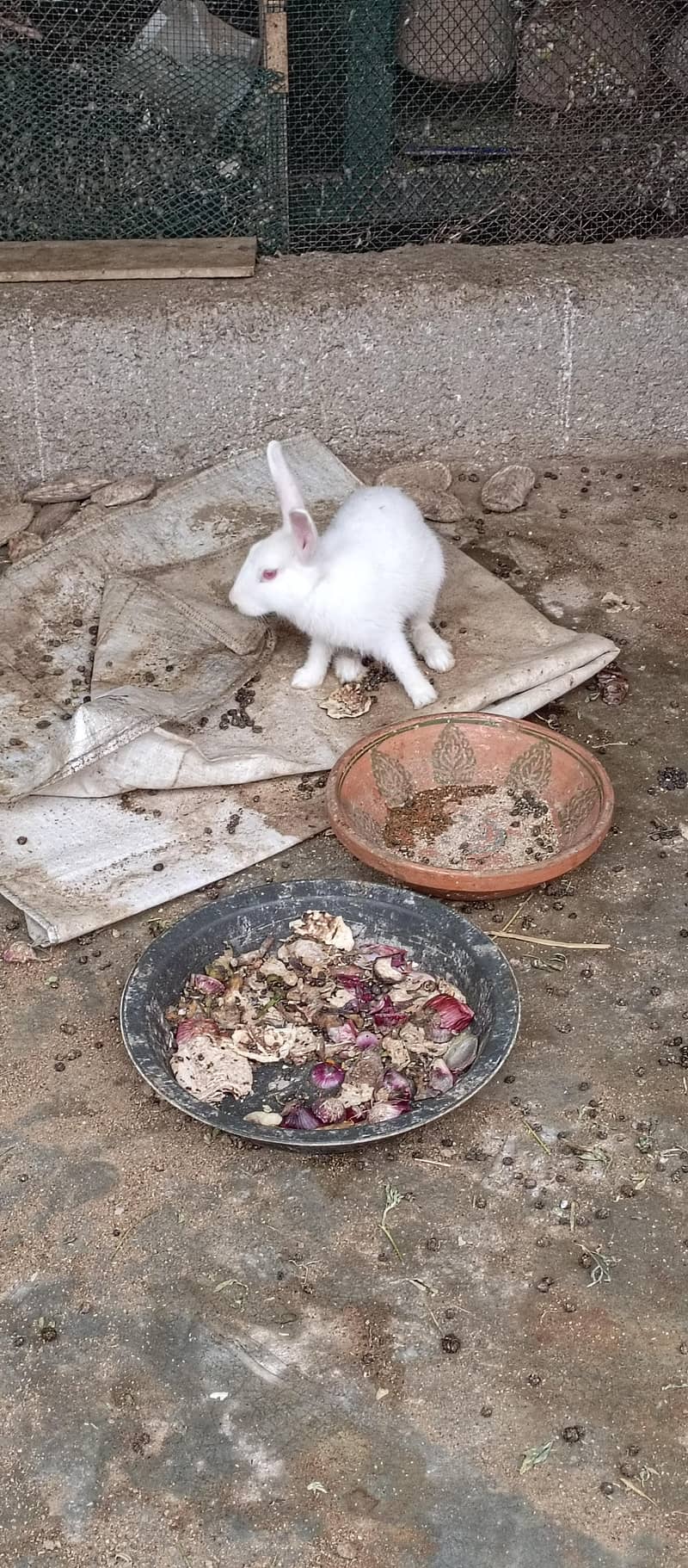 Rabbits 6