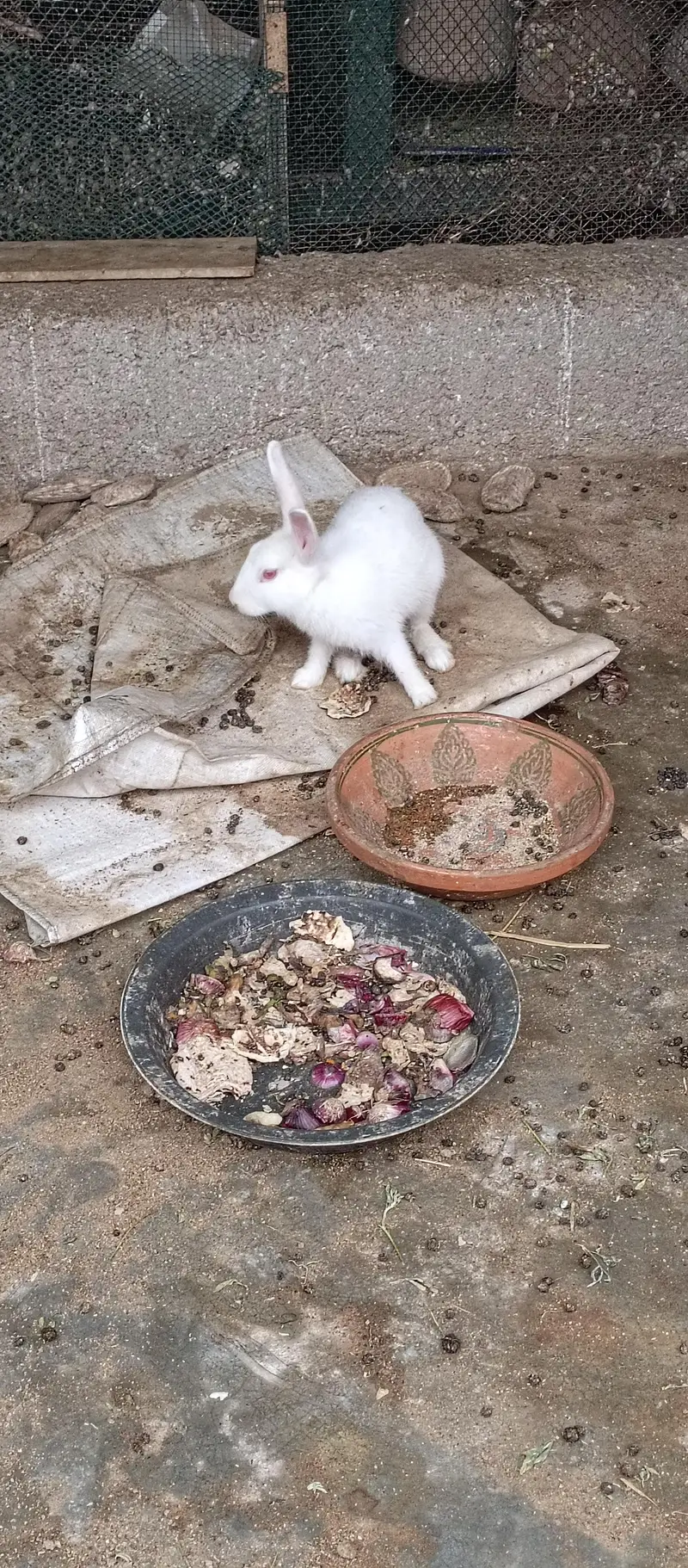 Rabbits — photo 7