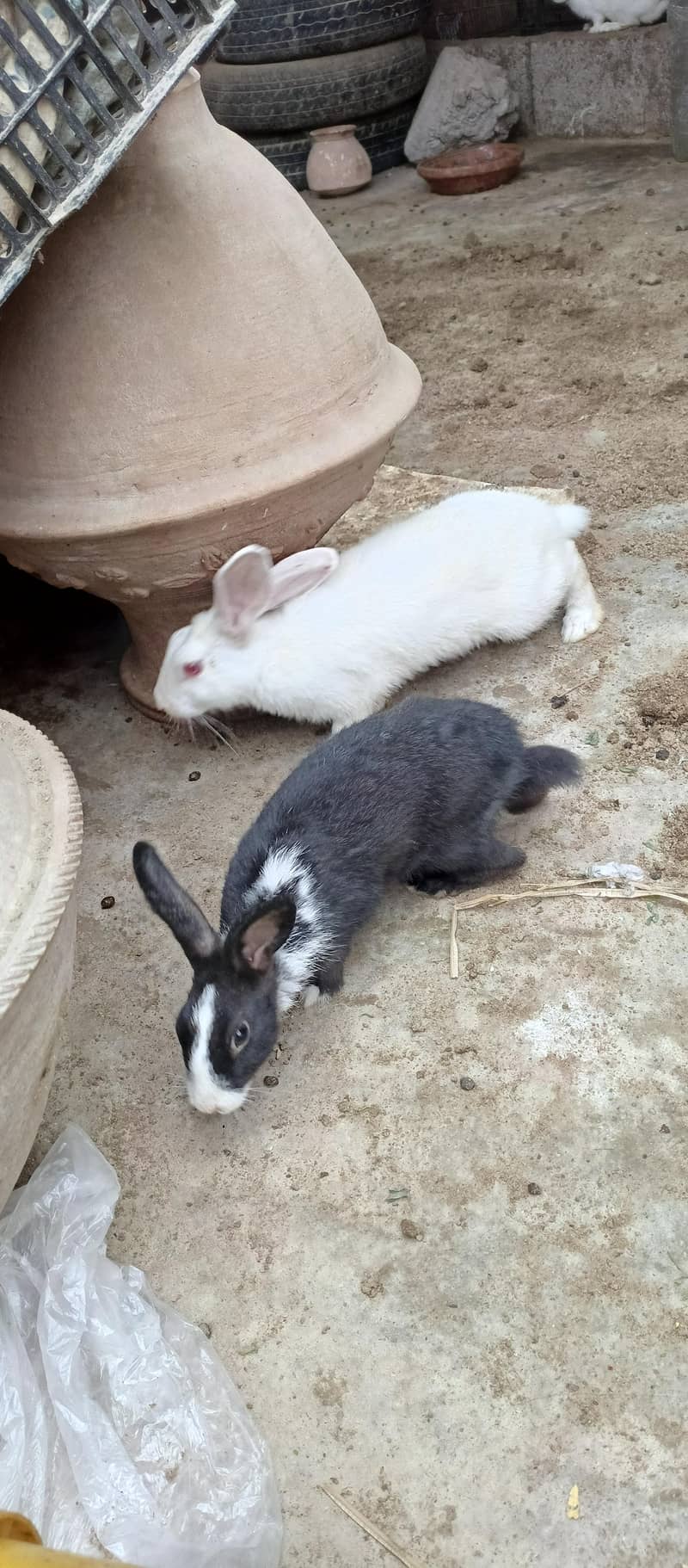 Rabbits 7