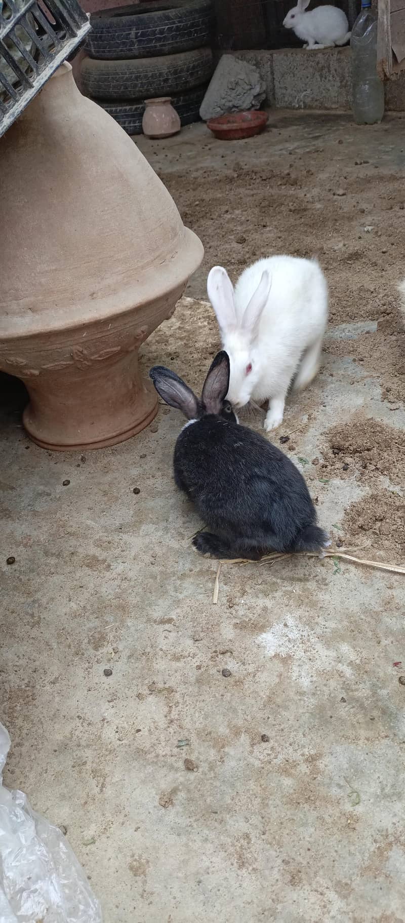Rabbits 8
