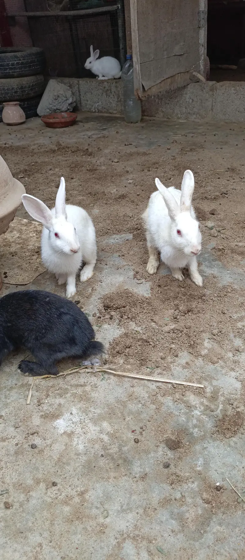 Rabbits — photo 10