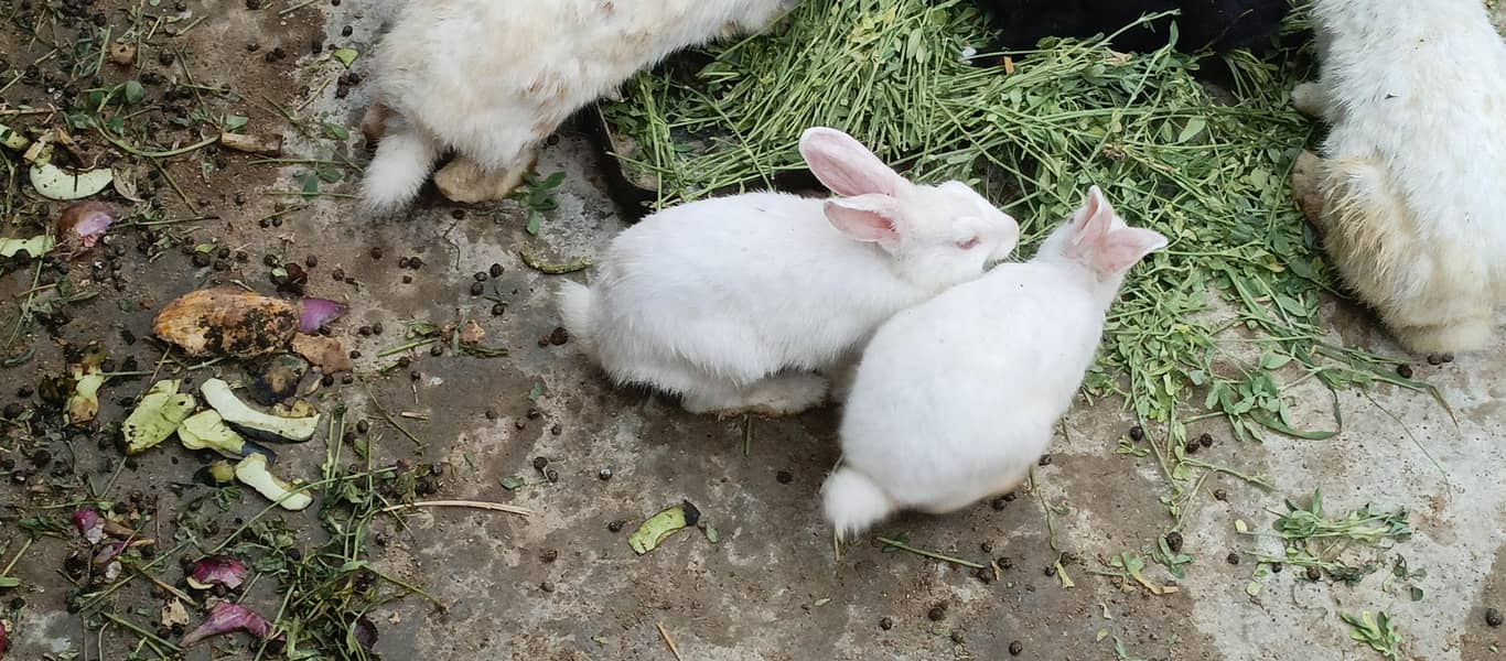 Rabbits 10