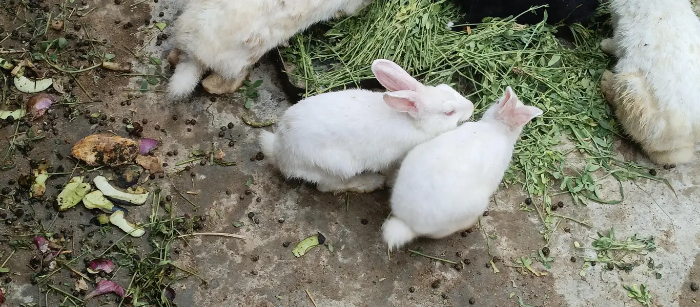 Rabbits — photo 11