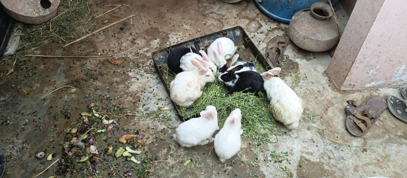 Rabbits 11