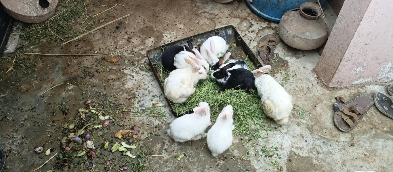 Rabbits — photo 12