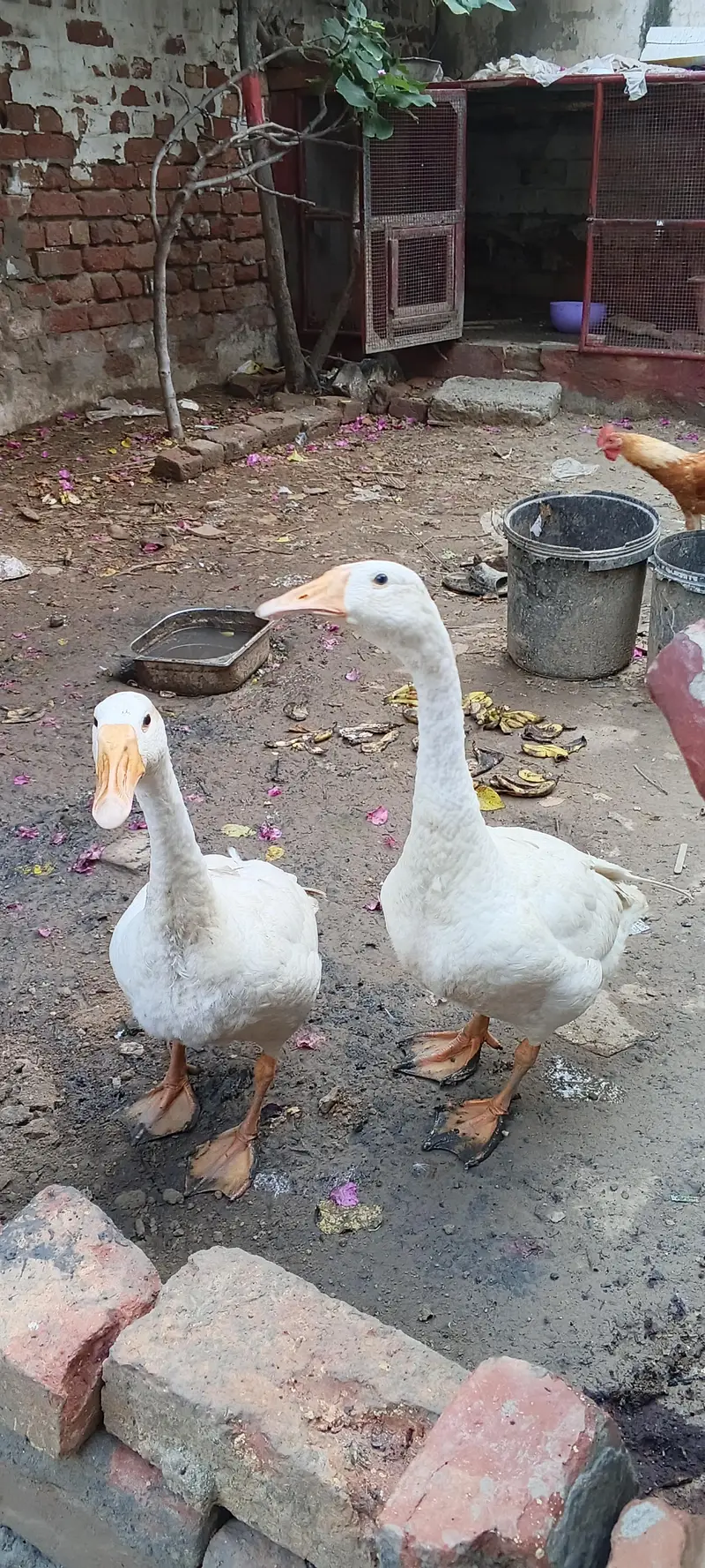 white duck pair