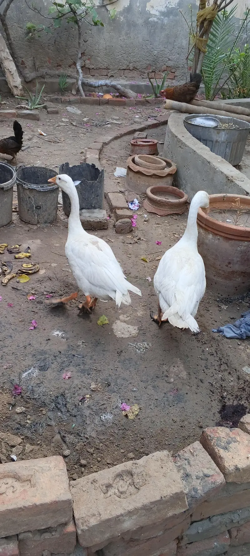white duck pair — photo 2
