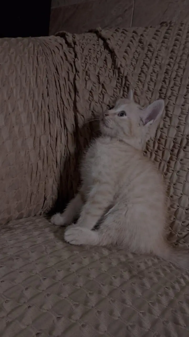 Russian cat for sale — photo 2