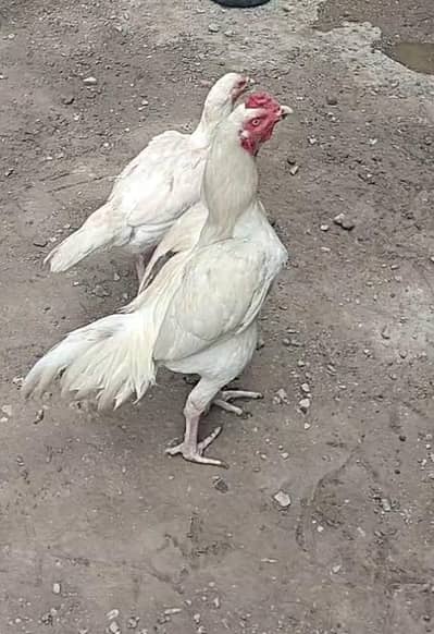 aseel heera pair active