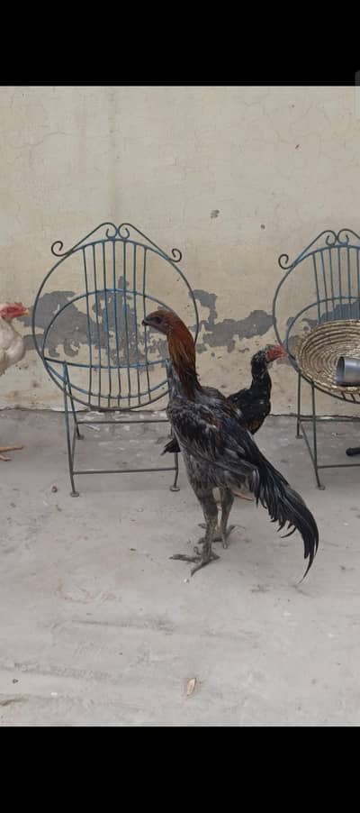 Blue dragon thai aseel patha urgent sale