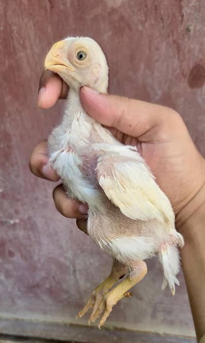 Indian parrot beak long tail