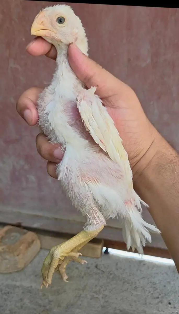 Indian parrot beak long tail — photo 2