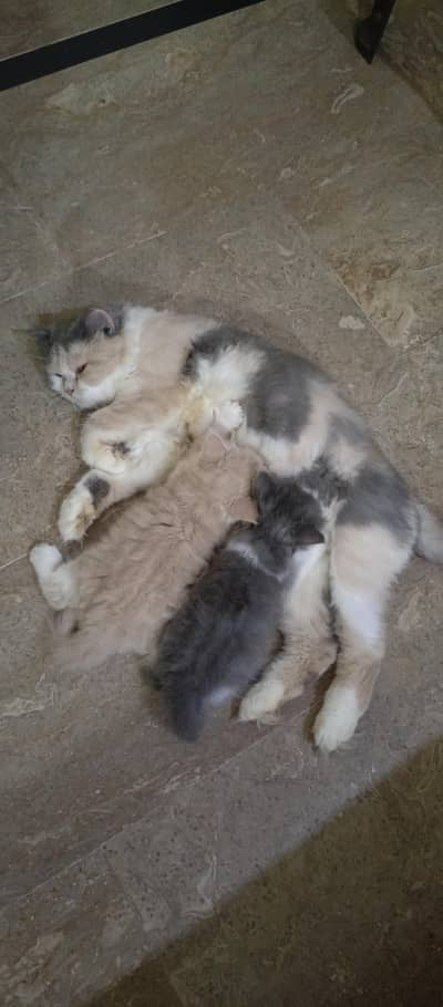 cute kittens