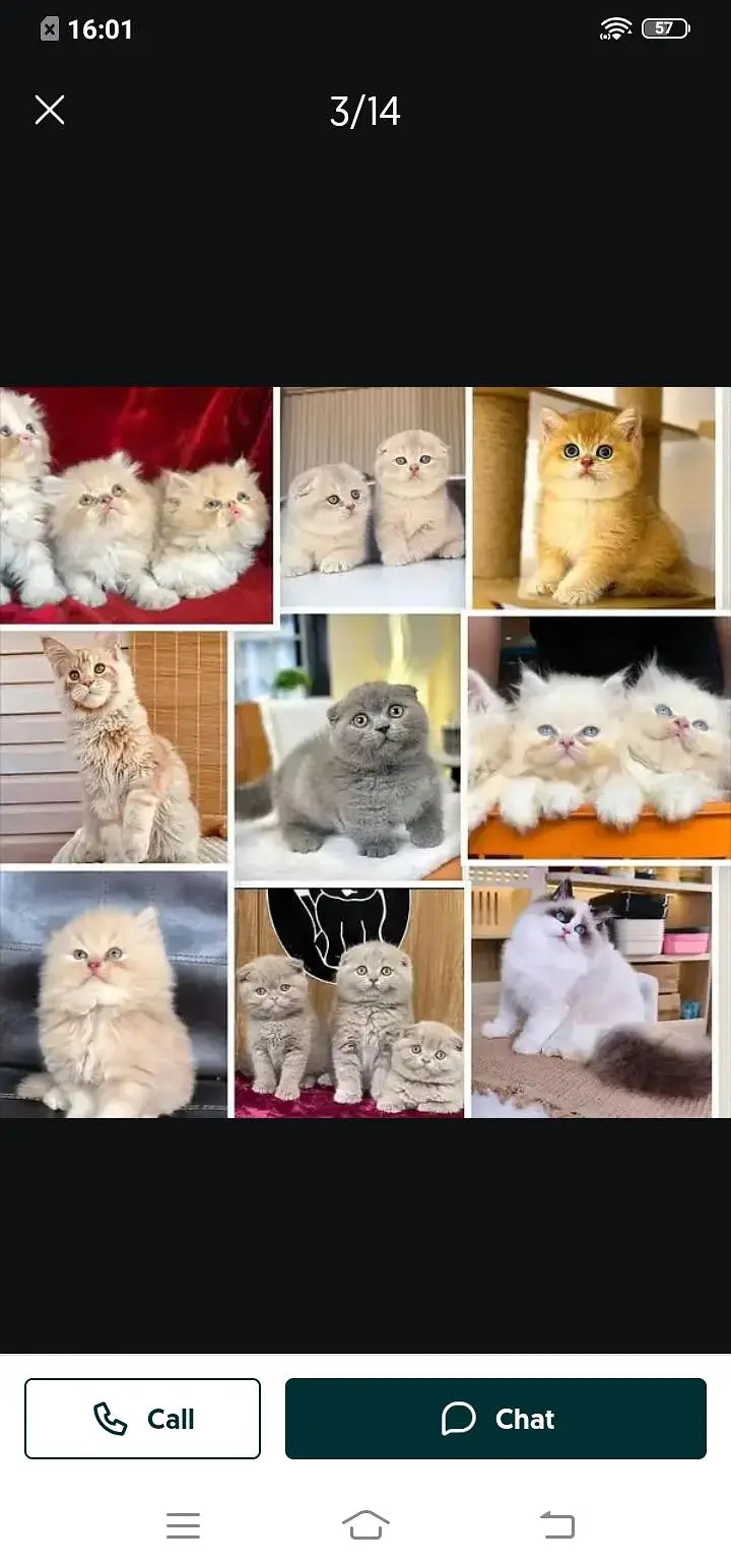 Persian cat for sale male or female 3287479108 my WhatsApp number — photo 2