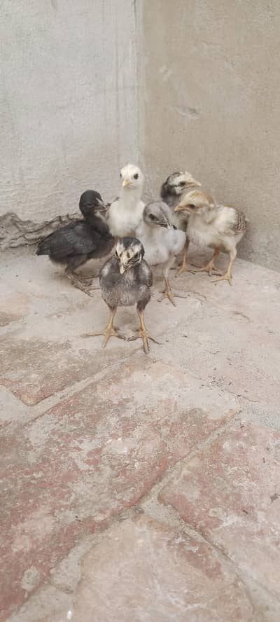 Aseel Chicks For Sale