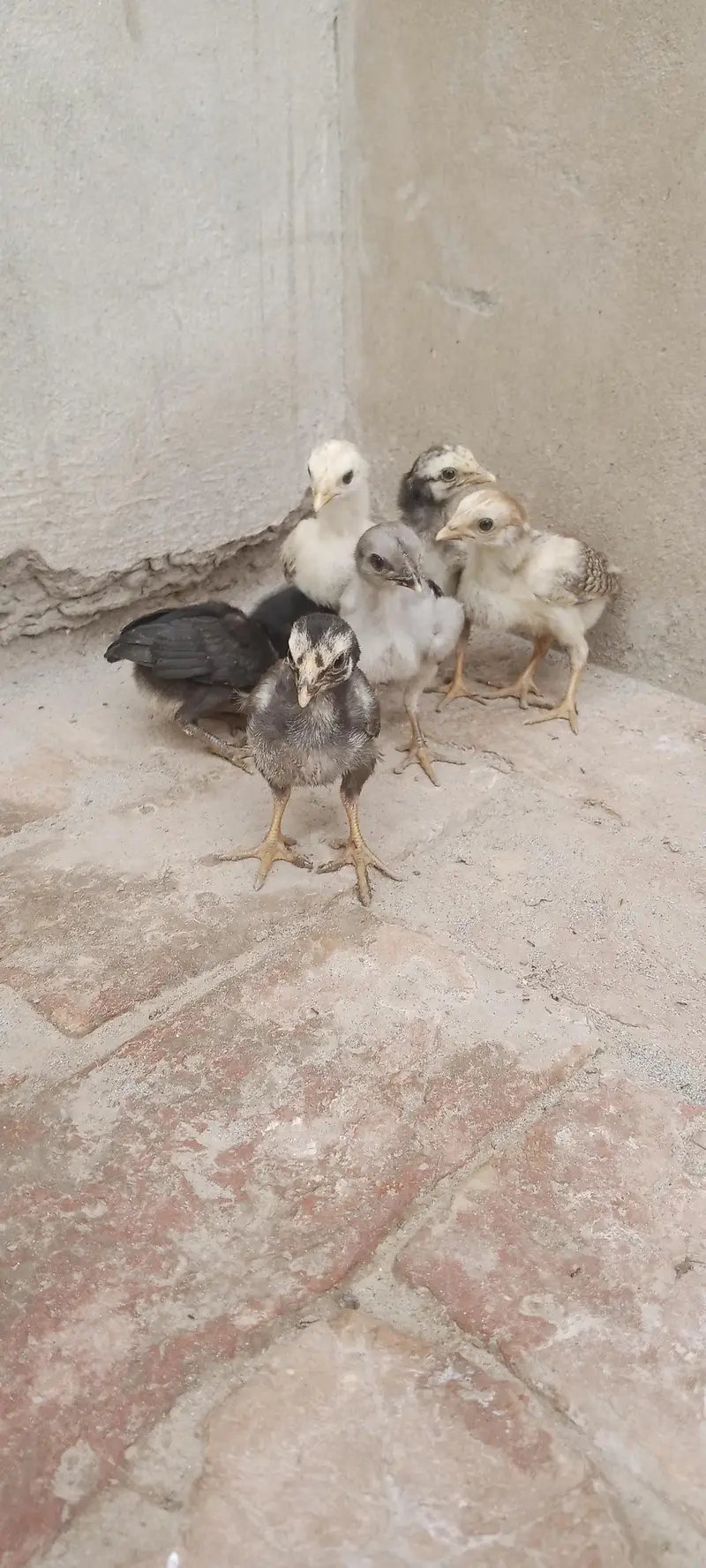 Aseel Chicks For Sale — photo 2