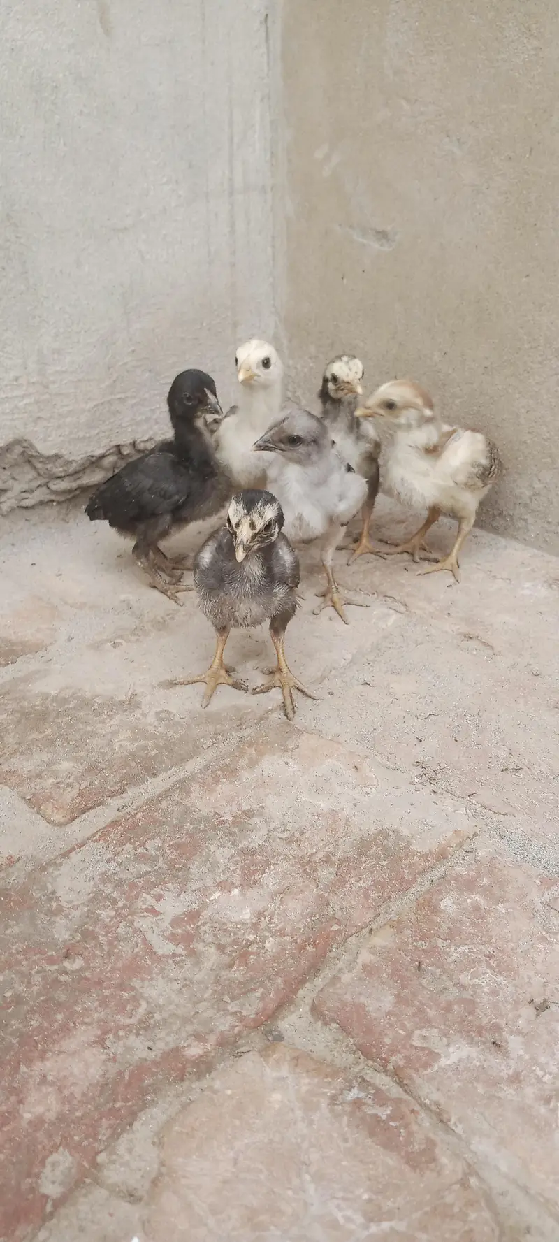 Aseel Chicks For Sale — photo 3