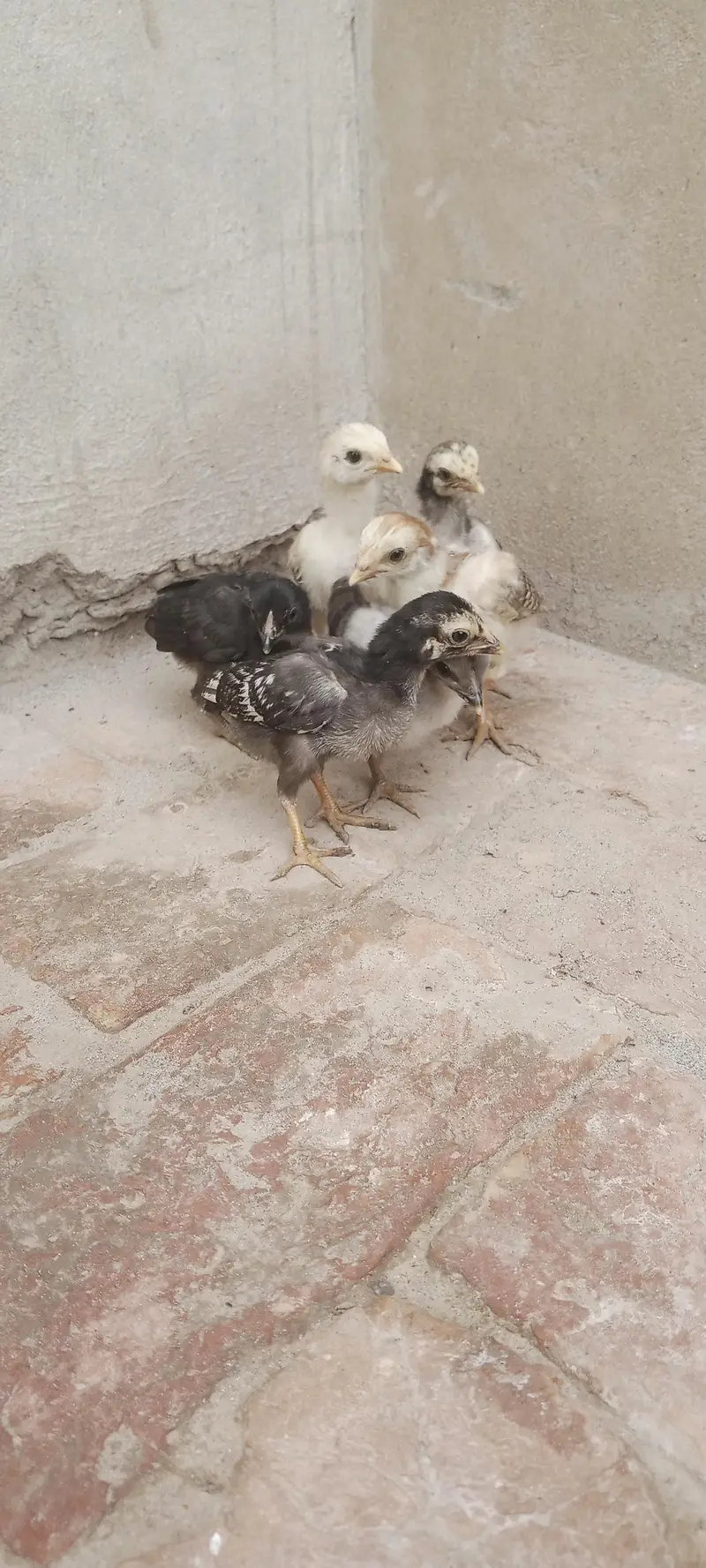 Aseel Chicks For Sale — photo 4