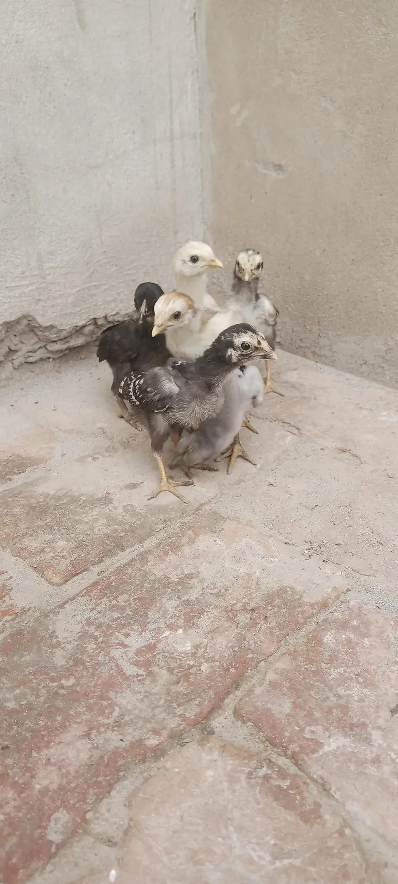 Aseel Chicks For Sale — photo 5