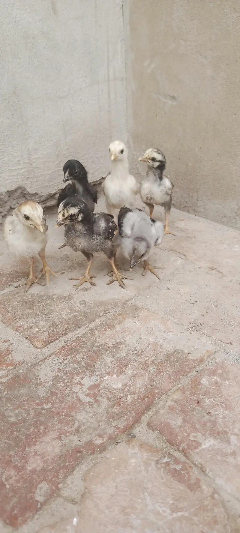 Aseel Chicks For Sale — photo 6
