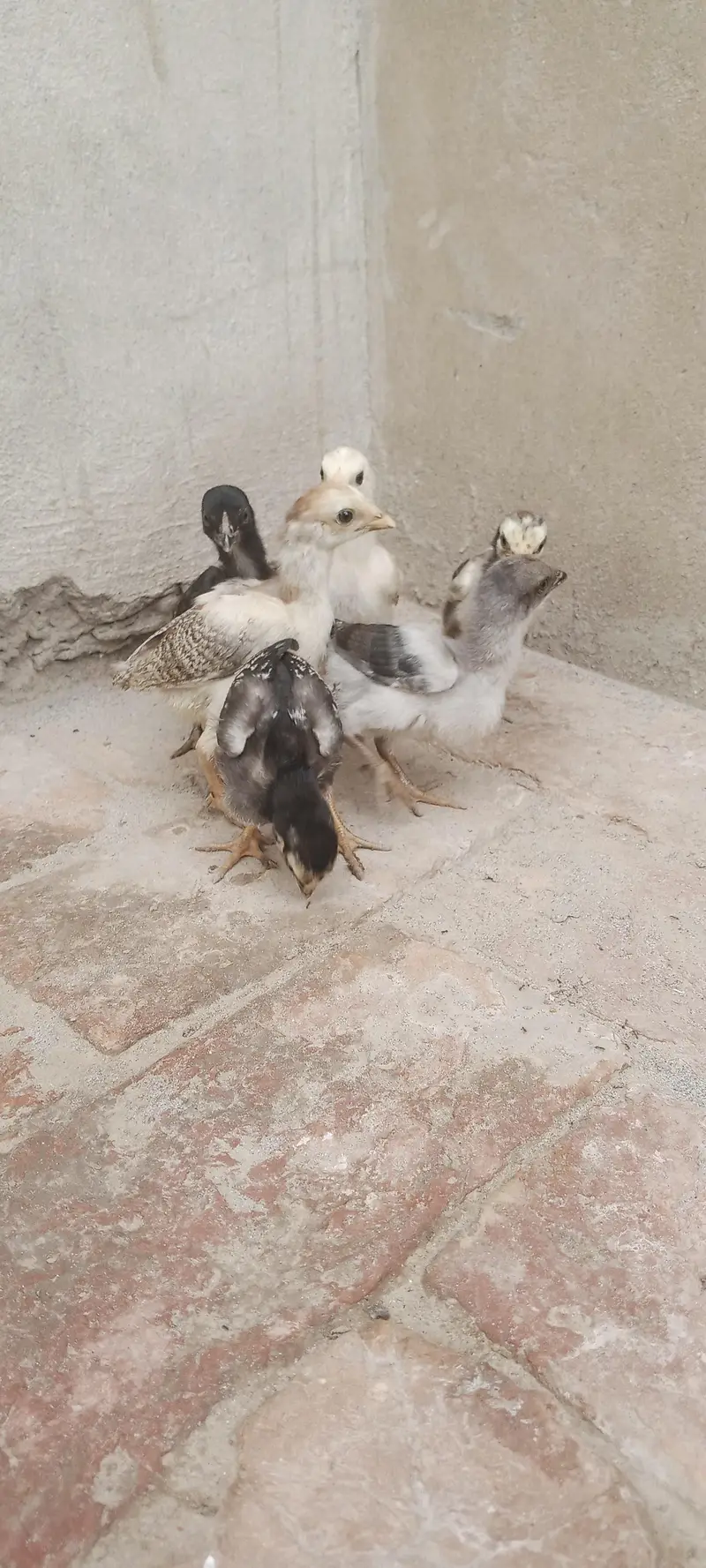 Aseel Chicks For Sale — photo 7