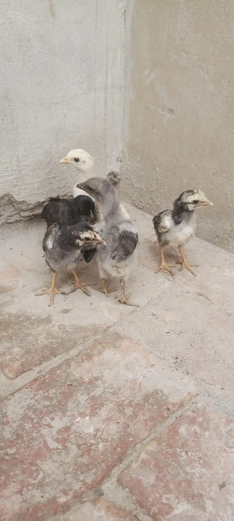 Aseel Chicks For Sale — photo 8