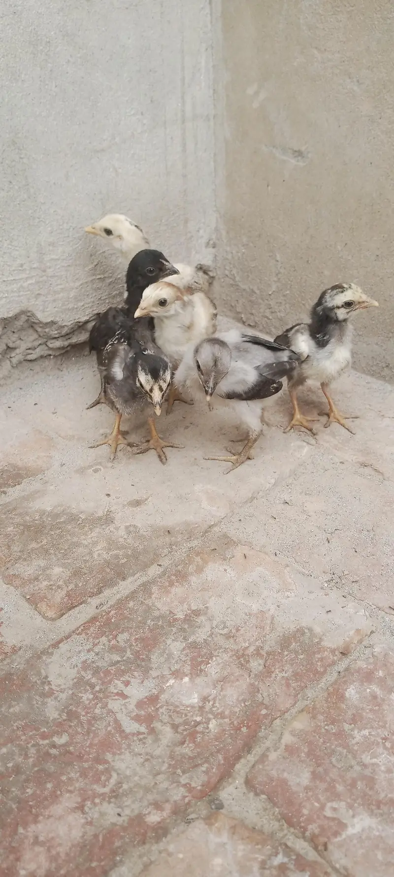 Aseel Chicks For Sale — photo 9