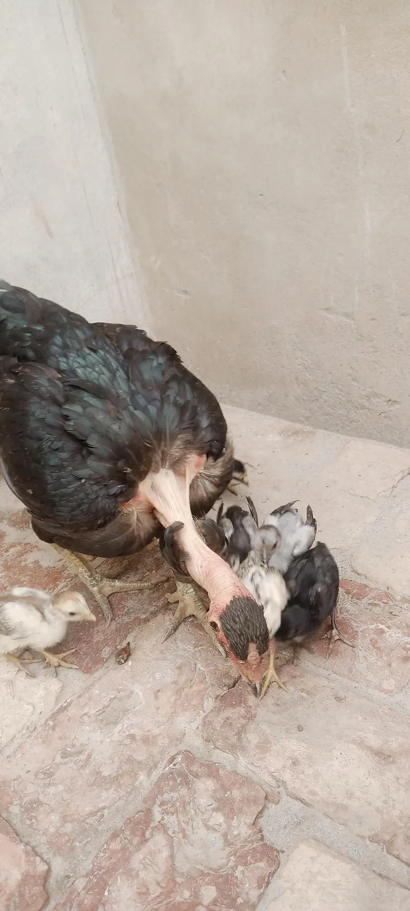 Aseel Chicks For Sale — photo 10