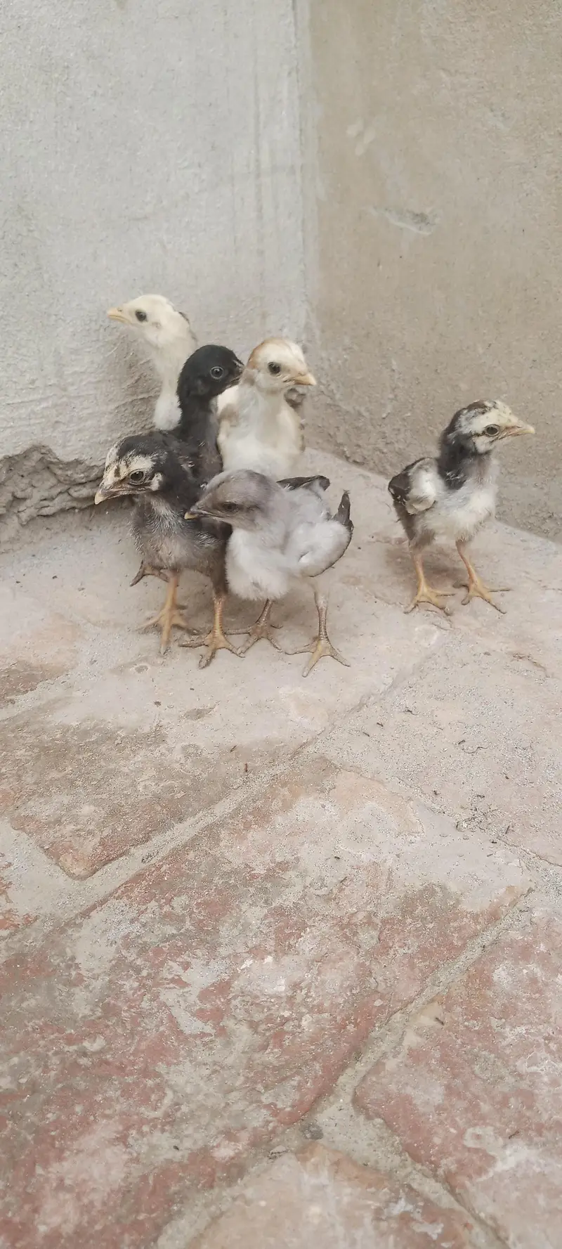 Aseel Chicks For Sale — photo 11