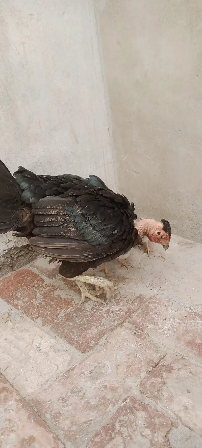 Aseel Chicks For Sale — photo 12