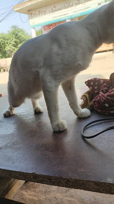 buth cute blue and yellow eye