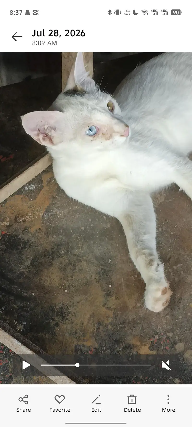 buth cute blue and yellow eye — photo 2