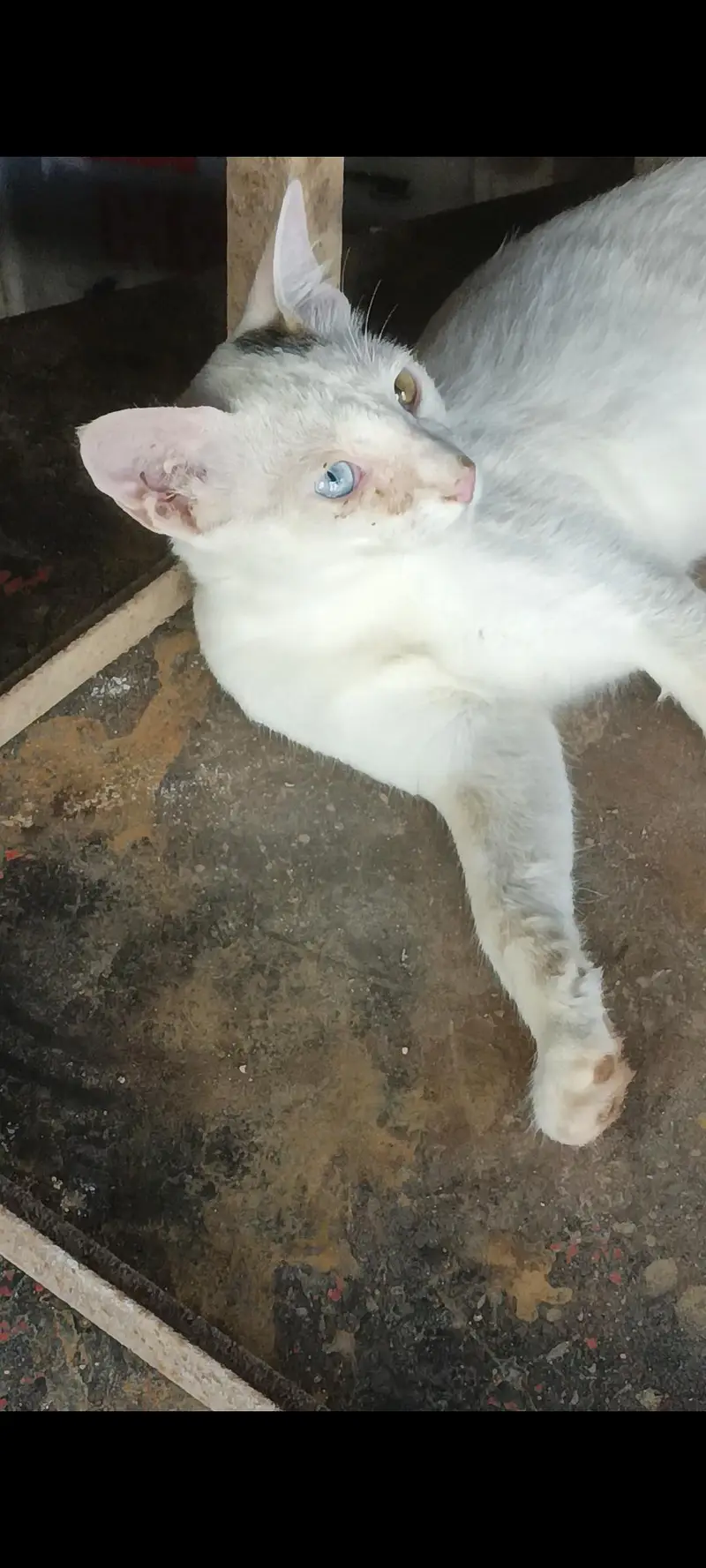 buth cute blue and yellow eye — photo 3