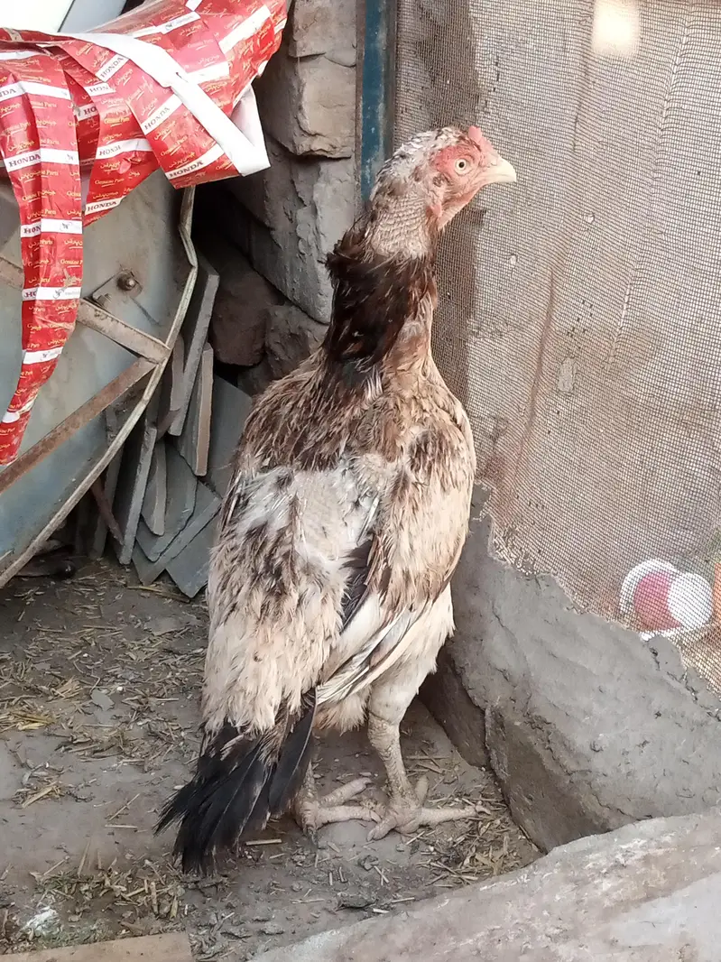 pure miawali Aseel Amrohi — photo 2