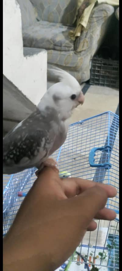 cocktail parrot